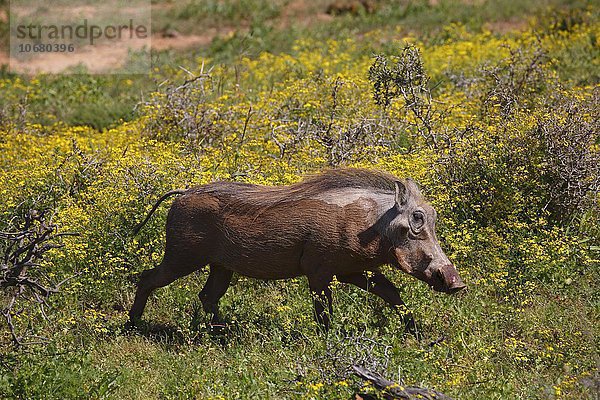 Warzenschwein (Phacochoerus africanus)  blutet an der Schnauze  läuft durch blühendes Buschland  Addo Elephant Nationalpark  Ostkap  Südafrika