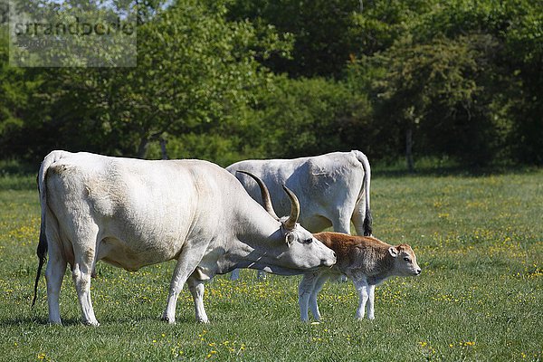 Ungarisches Steppenrind oder Ungarisches Graurind (Bos primigenius taurus)  Kuh mit Kälbchen auf Weide  Ungarn  Europa