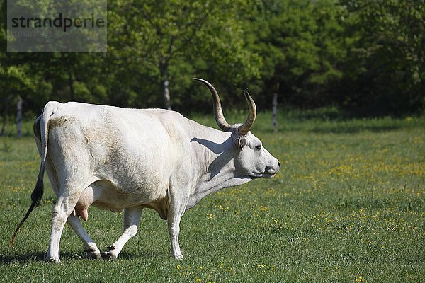 Ungarisches Steppenrind  Ungarisches Graurind (Bos primigenius taurus)  Kuh auf Weide  Ungarn  Europa