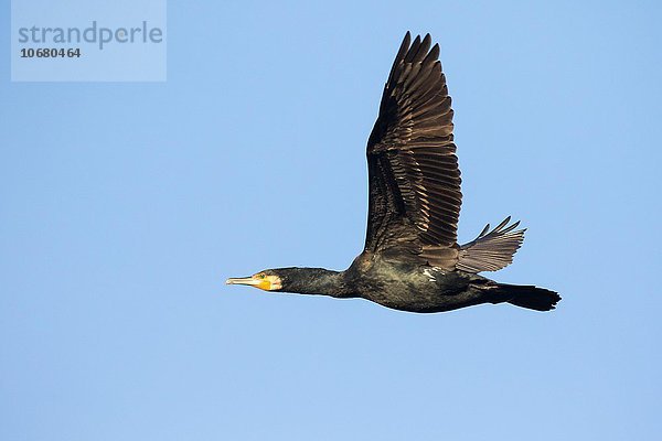 Kormoran (Phalacrocorax carbo) fliegt  Hessen  Deutschland  Europa