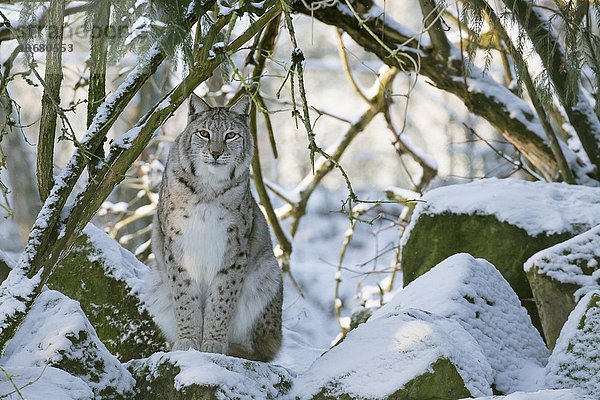 Luchs (Lynx lynx) sitzt auf Fels im Wald mit Schnee  captive  Hessen  Deutschland  Europa