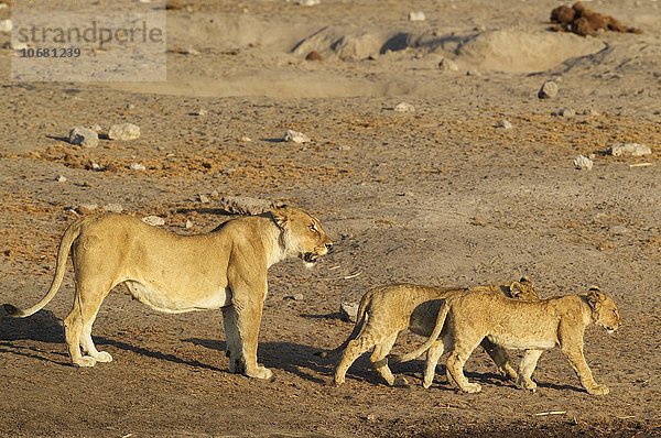 Löwen (Panthera leo)  Weibchen mit zwei Jungtieren  Etosha-Nationalpark  Namibia  Afrika