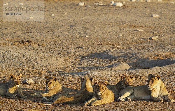 Löwen (Panthera leo)  zwei Weibchen und vier subadulte Männchen beim Ausruhen  im Abendlicht  Etosha-Nationalpark  Namibia  Afrika