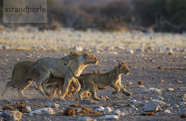 Löwen (Panthera leo)  Weibchen und Jungtiere entfernen sich von einem Wasserloch  im Abendlicht  Etosha-Nationalpark  Namibia  Afrika