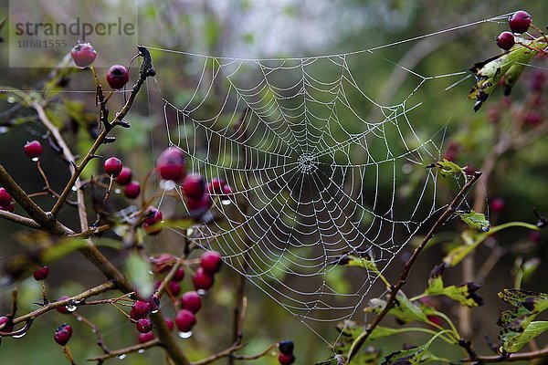 Spinnennetz im Morgentau  Sachsen  Deutschland  Europa