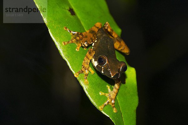 Madagaskarfrosch (Boophis popi) sitzt auf Blatt  Regenwald  Ranomafana Nationalpark  südliches Hochland  Madagaskar  Afrika