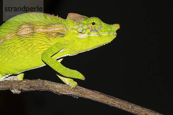 Antimena-Chamäleon (Furcifer antimena)  Weibchen  Süd-Madagaskar  Madagaskar  Afrika