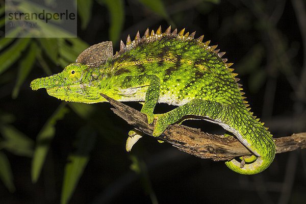 Antimena-Chamäleon (Furcifer antimena)  Männchen  Süd-Madagaskar  Madagaskar  Afrika