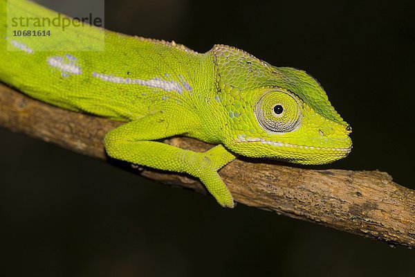 Belalanda-Chamäleon (Furcifer belalandaensis)  Weibchen  seltenstes Chamäleon der Welt  Süd-Madagaskar  Madagaskar  Afrika