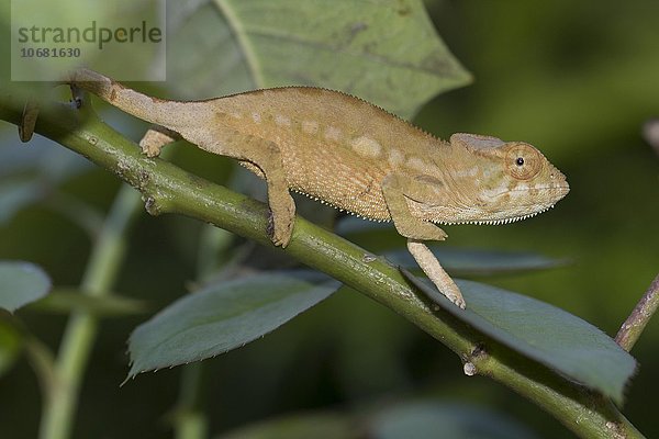 Panterchamäleon (Furcifer pardalis)  Jungtier  bei Sambava  Nordost-Madagaskar  Madagaskar  Afrika