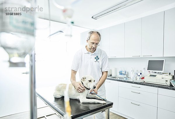 Tierarzt untersucht einen Hund in einer Tierarztpraxis  Österreich  Europa