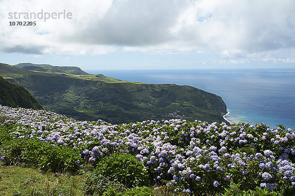 Landschaft mit grünem Felsen und Nahaufnahme von Hortensienhecken auf der Insel Flor De Mar  Azoren.