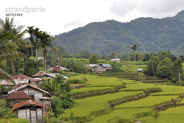 Indonesien  Insel Flores  Reisfeld