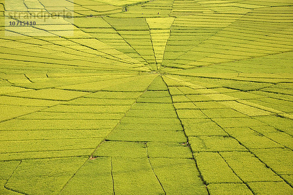 Indonesien  Insel Flores  Ruteng  Reisfelder
