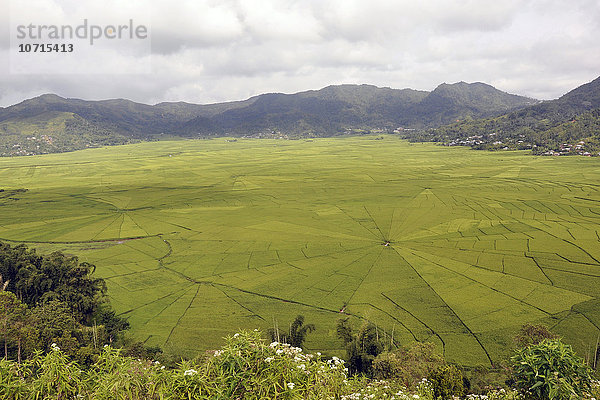 Indonesien  Insel Flores  Ruteng  Reisfelder