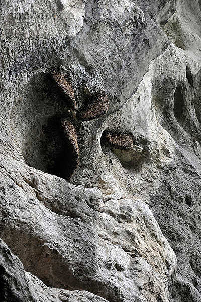 Indonesien  Insel Flores  Labuan Bajo  Steinspiegelhöhle
