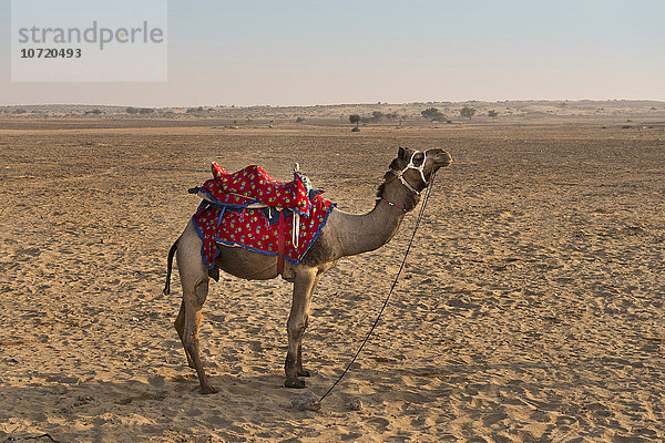 Indien  Rajasthan  Jaisalmer  Kamelritt Wüste