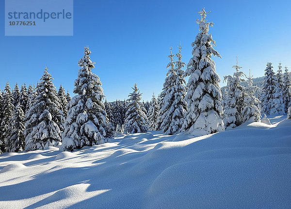 Fichten mit Schnee  Sonnenstrahlen  tief verschneite  Landschaft im Winter  Nationalpark Harz  bei Schierke  Sachsen-Anhalt  Deutschland  Europa