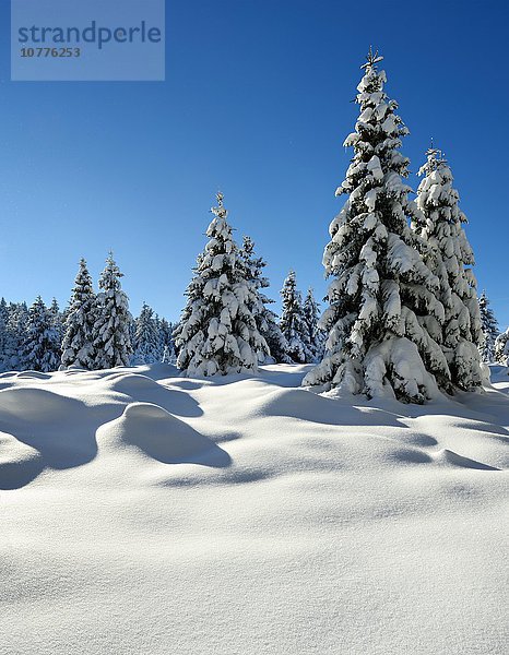 Fichten mit Schnee  tief verschneite  Landschaft im Winter  Nationalpark Harz  bei Schierke  Sachsen-Anhalt  Deutschland  Europa