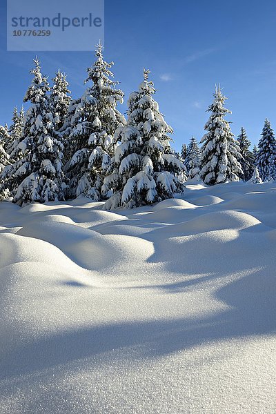 Fichten mit Schnee bedeckt  Winterlandschaft   Nationalpark Harz  bei Schierke  Sachsen-Anhalt  Deutschland  Europa