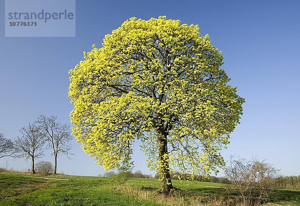 Blühender Spitzahorn (Acer platanoides) im Frühjahr  Sachsen  Deutschland  Europa