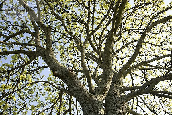Baumkrone  blühender Spitzahorn (Acer platanoides)  Frühjahr  Sachsen  Deutschland  Europa