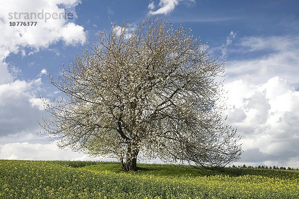 Solitärbaum  alte blühende Wildkirsche (Prunus avium) in einem Rapsfeld   Frühjahr  Sachsen  Deutschland  Europa