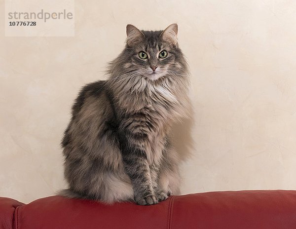 Norwegische Waldkatze  blue-torbie  Weibchen  Rassekatze