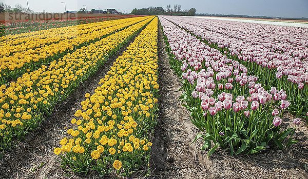 Tulpenfelder  Texel  Niederlande  Europa