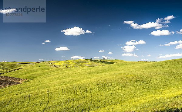 Getreidefelder im Frühling  bei San Quirico d?Orcia  Val d'Orcia  Toskana  Italien  Europa
