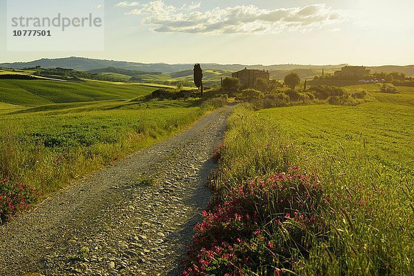 Landschaft mit Feldweg  bei Pienza  Val d'Orcia  Provinz Siena  Toskana  Italien  Europa