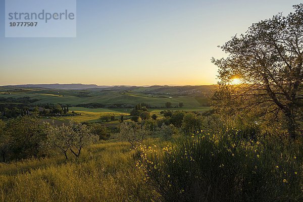 Landschaft und Sonnenuntergang  bei Pienza  Val d'Orcia  Provinz Siena  Toskana  Italien  Europa