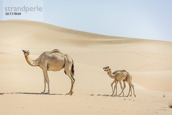 Dromedar (Camelus dromedarius) mit Jungtieren in Sanddünen  Sandwüste Rub al-Chali  Vereinigte Arabische Emirate  Asien