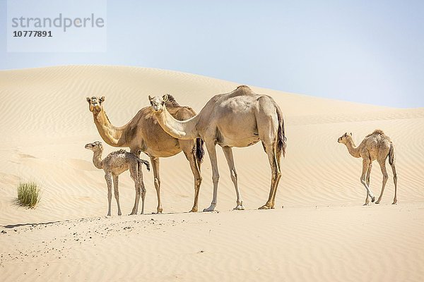 Dromedare (Camelus dromedarius) mit Jungtieren in Sanddünen  Sandwüste Rub al-Chali  Vereinigte Arabische Emirate  Asien