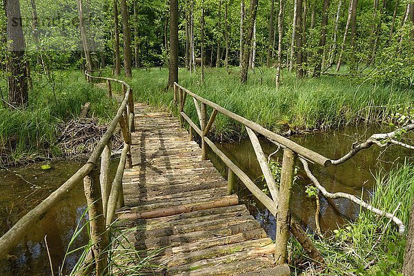 Holzbohlenweg  Naturschutzgebiet Gliensee  Röbel an der Müritz  Mecklenburgische Seenplatte  Mecklenburg-Vorpommern  Deutschland  Europa