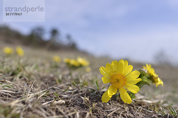 Frühlings-Adonisröschens (Adonis vernalis)  Thüringen  Deutschland  Europa