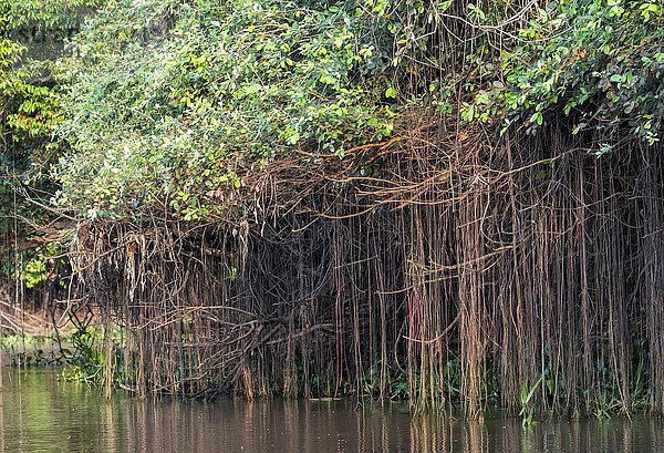 Rio Cuiaba  Mangroven  Pantanal  Mato Grosso  Brasilien  Südamerika