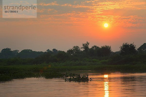 Rio Cuiaba bei Sonnenaufgang  Pantanal  Mato Grosso  Brasilien  Südamerika
