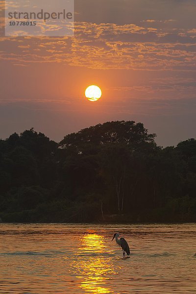 Cocoireiher (Ardea cocoi) auf dem Rio Cuiaba bei Sonnenaufgang  Pantanal  Mato Grosso  Brasilien  Südamerika