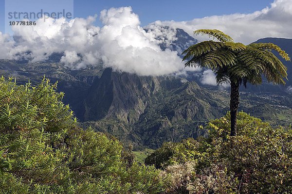 Ausblick vom Gîte de Bélouve auf Cirque de Salazie  vorne Baumfarn (Cyatheales)  La Réunion  Frankreich  Europa