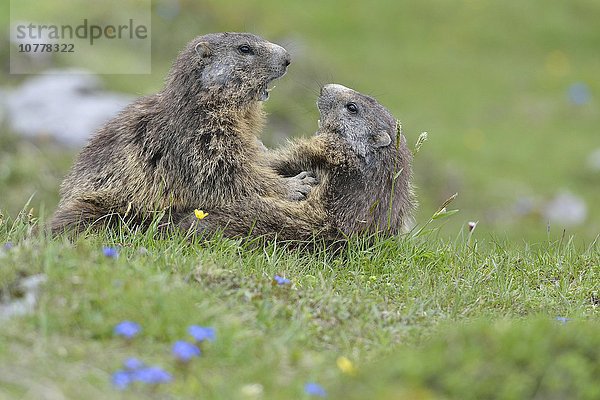 Zwei Alpenmurmeltiere (Marmota marmota)  Murmeltiere kämpfen miteinander  Dachstein Salzkammergut  Österreich  Europa