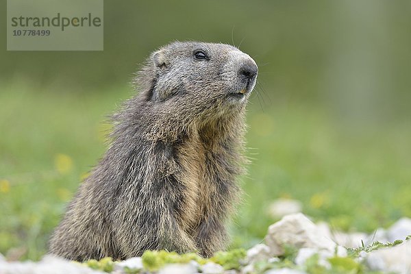 Alpenmurmeltier (Marmota marmota)  Murmeltier sichert aufmerksam das Gelände  Dachstein Salzkammergut  Österreich  Europa