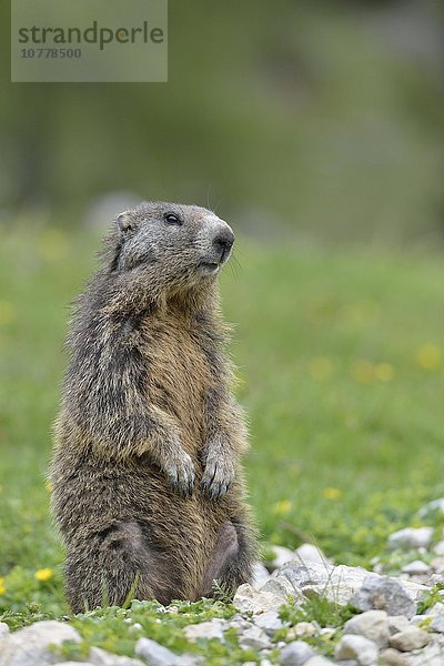 Alpenmurmeltier (Marmota marmota)  Murmeltier sichert aufmerksam das Gelände  Dachstein Salzkammergut  Österreich  Europa