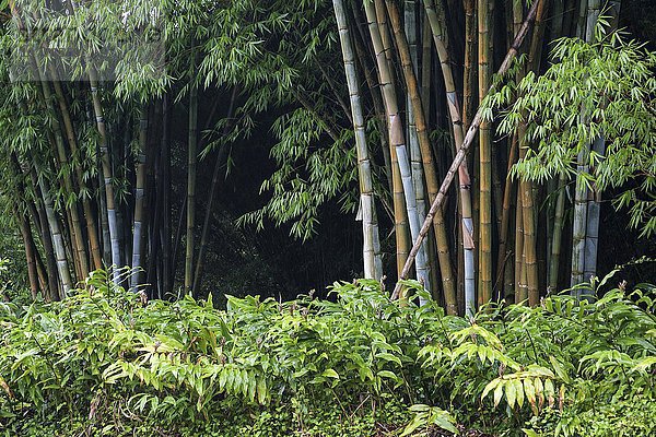 Bambus (Bambusoideae)  Bambushain  Hell-Bourg  Cirque de Salazie  La Reunion  Frankreich  Europa