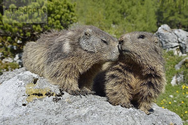 Alpenmurmeltiere (Marmota marmota)  Murmeltiere sitzen auf einem Felsen und beschnuppern sich  Dachstein Salzkammergut  Österreich  Europa