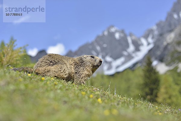 Alpenmurmeltier (Marmota marmota)  Murmeltier vor Bergkulisse auf einer Almwiese  Dachstein Salzkammergut  Österreich  Europa