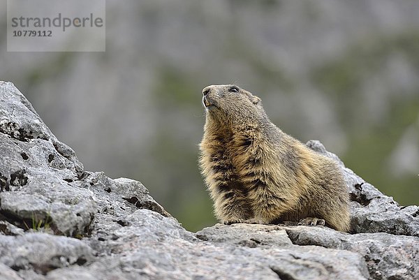 Alpenmurmeltier (Marmota marmota)  Murmeltier sitzt auf einem Felsen  Dachstein Salzkammergut  Österreich  Europa