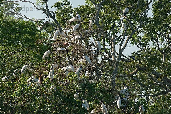 Waldstörche  (Mycteria americana)  Schar sitzt im Baum  Pantanal  Mato Grosso  Brasilien  Südamerika