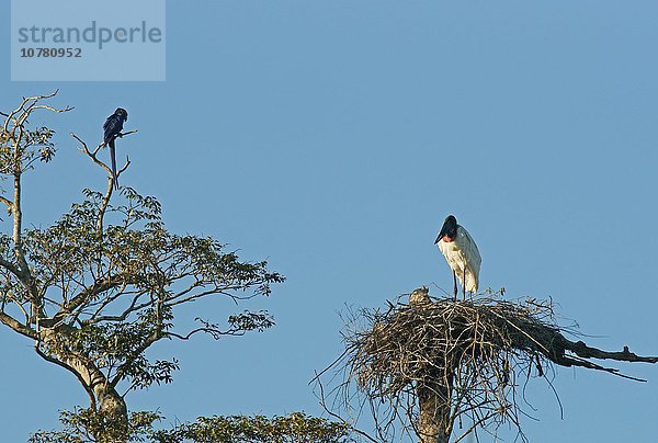 Jabiru (Jabiru mycteria)  steht auf dem Nest  Pantanal  Mato Grosso  Brasilien  Südamerika