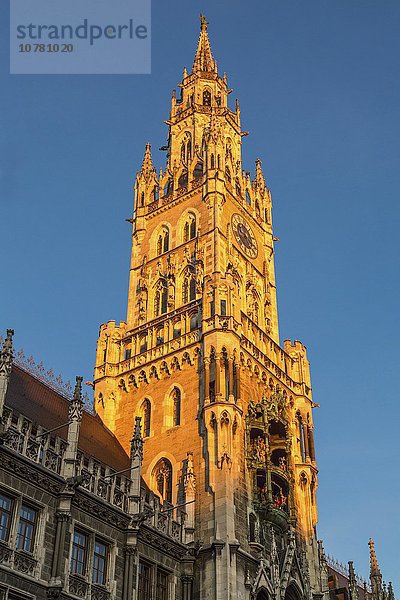 Turm des Neuen Rathauses im Abendlicht  München  Bayern  Deutschland  Europa